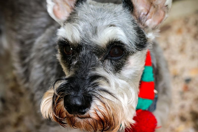 Breeds of dog thought to have been involved in the establishment of the Miniature Schnauzer include the Affenpinscher, Miniature Poodle, Miniature Pinscher and Pomeranian.