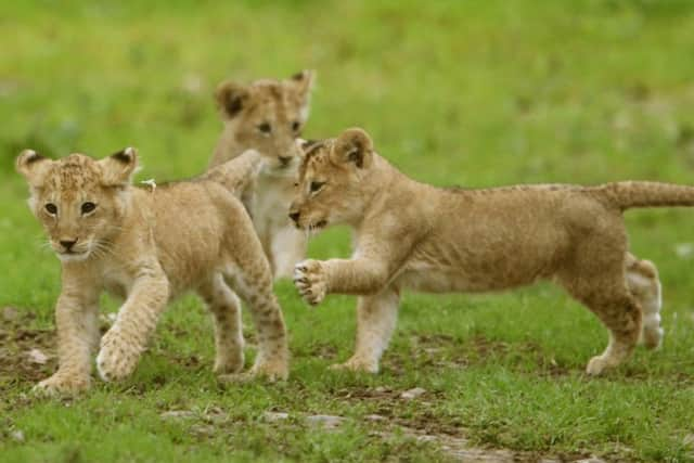 The Scottish Government should step in to ensure there is an independent investigation into animal deaths at Blair Drummond Safari Park, a wildlife charity has said.