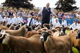 Blackface sheep are judged in the ring at the Royal Highland Centre