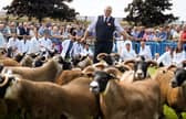 Blackface sheep are judged in the ring at the Royal Highland Centre