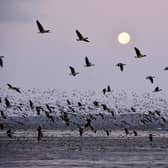 Montrose Basin is a hotspot for pink-footed geese, attracting huge numbers annually on their way from countries such as Greenland and Iceland to winter feeding grounds in the UK – the area has been known to host as much as 20 per cent of the entire global population at one time. Picture: SWT