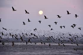 Montrose Basin is a hotspot for pink-footed geese, attracting huge numbers annually on their way from countries such as Greenland and Iceland to winter feeding grounds in the UK – the area has been known to host as much as 20 per cent of the entire global population at one time. Picture: SWT