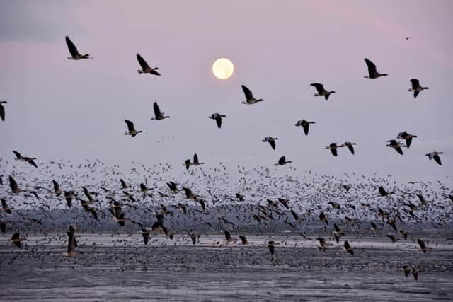 Montrose Basin is a hotspot for pink-footed geese, attracting huge numbers annually on their way from countries such as Greenland and Iceland to winter feeding grounds in the UK – the area has been known to host as much as 20 per cent of the entire global population at one time. Picture: SWT