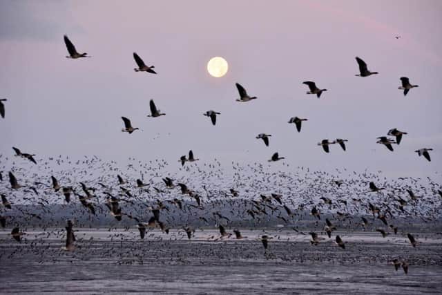 Montrose Basin is a hotspot for pink-footed geese, attracting huge numbers annually on their way from countries such as Greenland and Iceland to winter feeding grounds in the UK – the area has been known to host as much as 20 per cent of the entire global population at one time. Picture: SWT