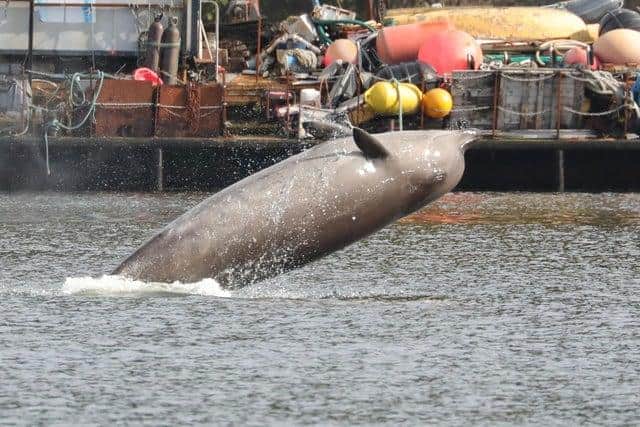A northern bottlenose whale spotted in the Clyde earlier in the year.