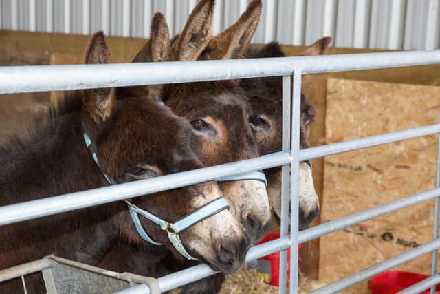 A new life at The Donkey Sanctuary
(pic: SSPCA)