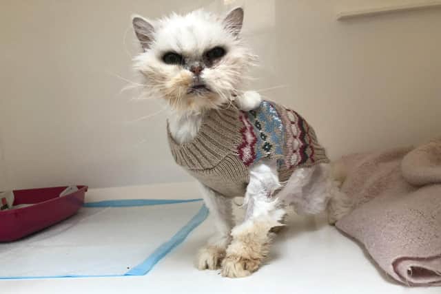 Lucy, a 16-year-old Persian cat who was abandoned in a bin.