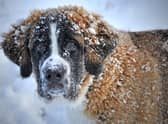 Some breeds of dog don't have any problem with a spot of snow.