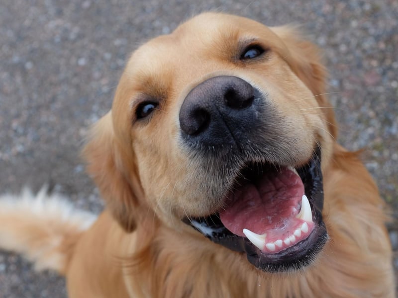 Coming in at seventh is the always-popular Golden Retriever - a dog that was bred to retrieve shot wildfowl for hunters.
