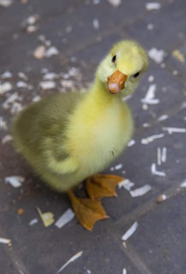 The gosling is being hand reared by staff at Almond Valley Heritage Centre, West Lothian (Photo: Katielee Arrowsmith SWNS).