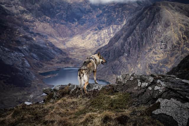 Wolfdog Damek - who has Scottish roots after being born in Orkney - enjoys the spectacular scenery of the Cuillins during a recent trip to the Highlands