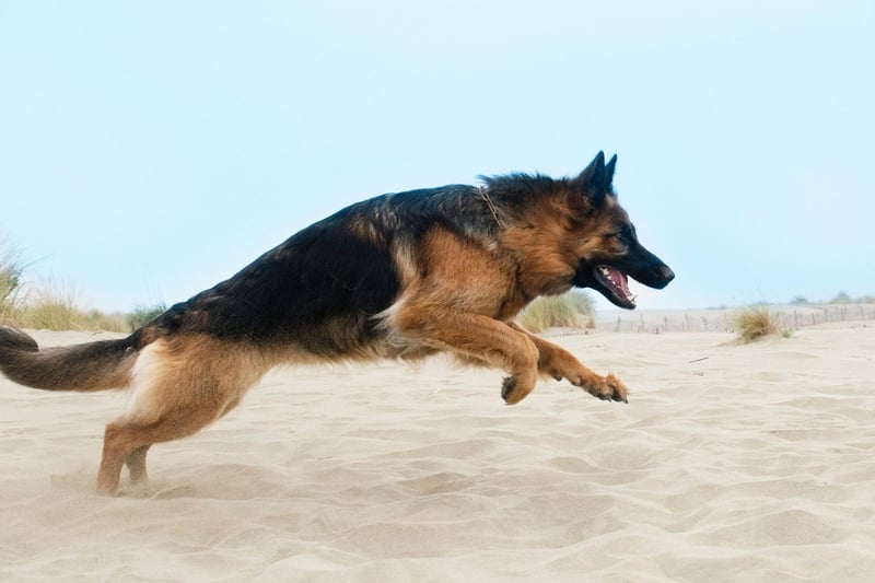 German Shepherd Rin Tin Tin became a massive film star after being rescued from a World War One battlefield by American soldier called Duncan Lee who taught him to act in silent movies. He featured in 27 Hollywood movies and film studio Warner Bros. would release one whenever it was suffering from financial difficulties.