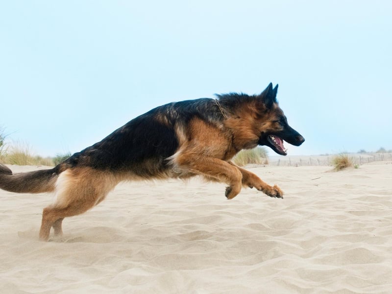 German Shepherd Rin Tin Tin became a massive film star after being rescued from a World War One battlefield by American soldier called Duncan Lee who taught him to act in silent movies. He featured in 27 Hollywood movies and film studio Warner Bros. would release one whenever it was suffering from financial difficulties.