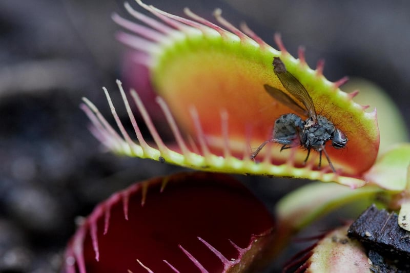 Famous carnivorous plants, like Venus fly traps, use sweet-smelling sap to lure unsuspecting insects (e.g., fruit flies) into their mouths before digesting them. This plant is a good choice for beginners, but consider other options later on such as sundews, pitcher plants, butterwort and bladderwort.