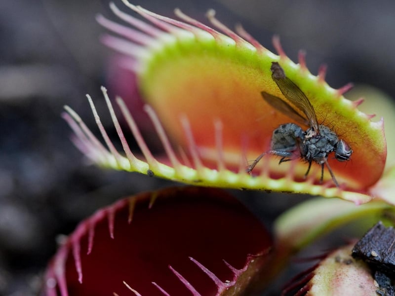 Famous carnivorous plants, like Venus fly traps, use sweet-smelling sap to lure unsuspecting insects (e.g., fruit flies) into their mouths before digesting them. This plant is a good choice for beginners, but consider other options later on such as sundews, pitcher plants, butterwort and bladderwort.