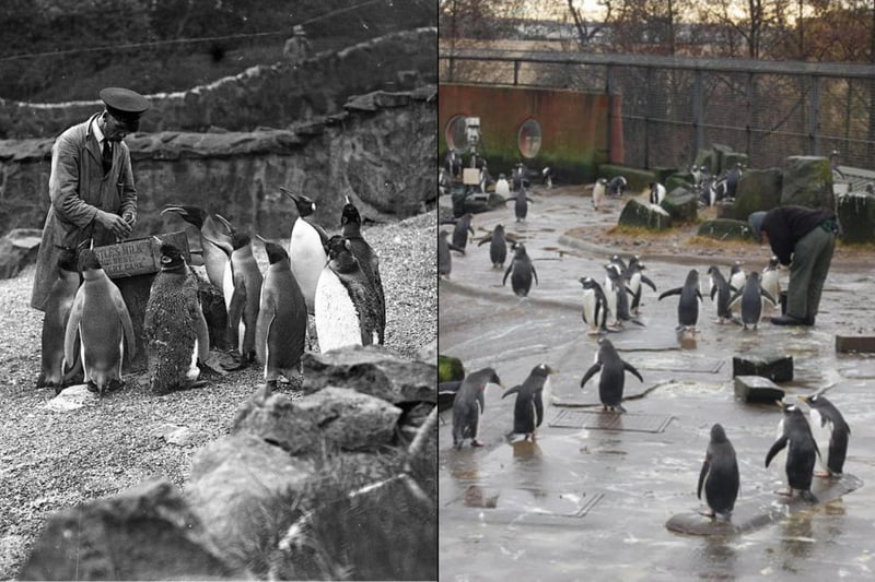 Edinburgh Zoo was not always known as such, originally the business opened as "The Scottish National Zoological Park" however its zoological garden failed to thrive.