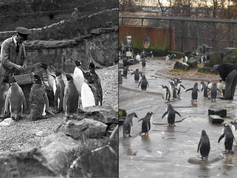 Edinburgh Zoo was not always known as such, originally the business opened as "The Scottish National Zoological Park" however its zoological garden failed to thrive.