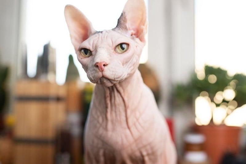 If you believe bald is indeed beautiful, then you can't go wrong with a Spynhx - a cat with no fur at all!