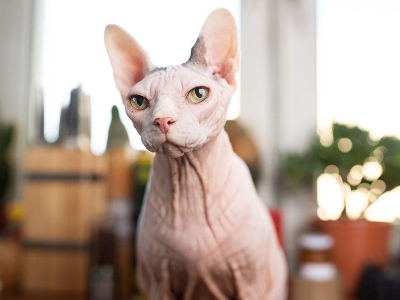 If you believe bald is indeed beautiful, then you can't go wrong with a Spynhx - a cat with no fur at all!