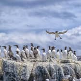 A guillemot sea bird landing at a colony on the rocks in the North Sea. Picture: Getty Images