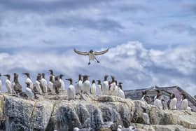 A guillemot sea bird landing at a colony on the rocks in the North Sea. Picture: Getty Images