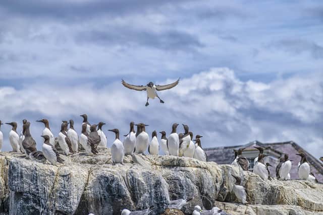 A guillemot sea bird landing at a colony on the rocks in the North Sea. Picture: Getty Images