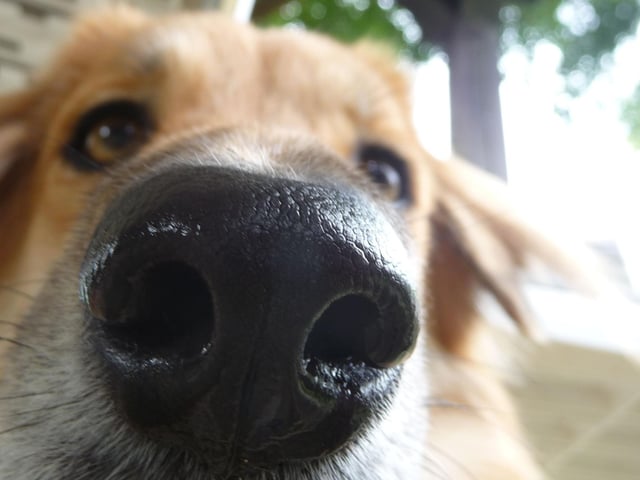 A dry nose definitely does not always mean that there is something wrong with your dog health wise, in fact, a dry nose is quite common in older dogs. A better way to keep an eye on your dog's health is by checking their gums, if they seem dry or pale, this is a far clearer indication of underlying health issues.