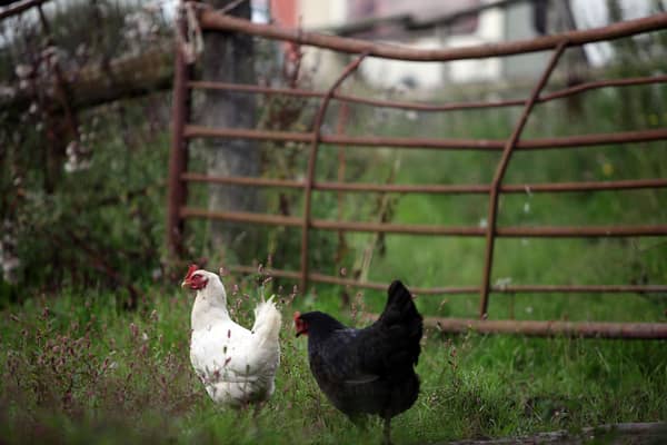 Free-range chickens live happier, healthier lives (Picture: Christopher Furlong/Getty Images)