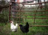 Free-range chickens live happier, healthier lives (Picture: Christopher Furlong/Getty Images)