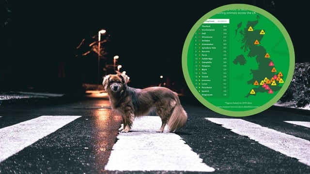 A recent survey shows that Perth is in the the top ten for places in the UK with the most roadkill (Photo: GoCompare).