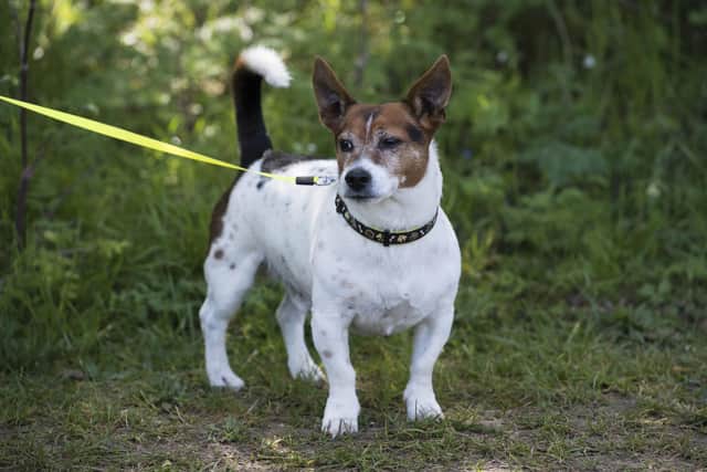 Police figures released to The Kennel Club through freedom of information requests suggests there were 193 suspected dog thefts in Scotland in 2020. Picture: Kirsty O'Connor/PA Wire.