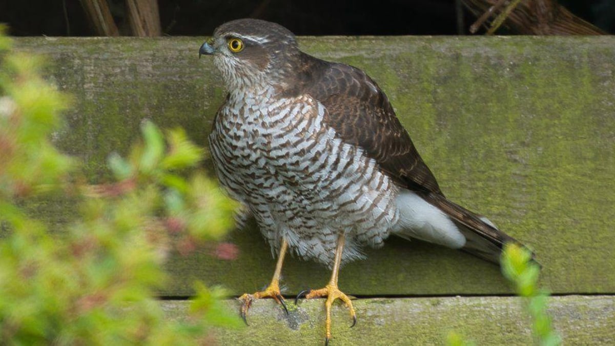 Deadlier than the male. .pioneering study finds female sparrowhawks tackle bigger prey | The Scotsman