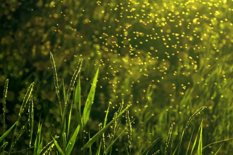 Midge Fact Here are 10 interesting things you might not know about