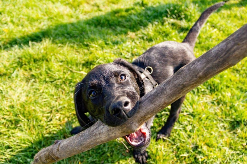 The world's most popular dog, the Labrador Retriever was originally used to retriever (hence the name) fish, fishing nets and even fishermen from the ice cold sea. This made their webbed feet invaluable - as well as their water repellent coat and rudder-like tail. These dogs are one of the strongest swimmers.