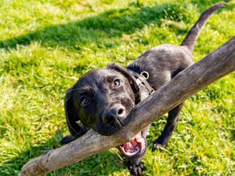 The world's most popular dog, the Labrador Retriever was originally used to retriever (hence the name) fish, fishing nets and even fishermen from the ice cold sea. This made their webbed feet invaluable - as well as their water repellent coat and rudder-like tail. These dogs are one of the strongest swimmers.