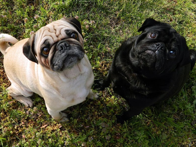 Pugs are cute but are prone to developing a host of healh issues, living for an average of 7.65 years.