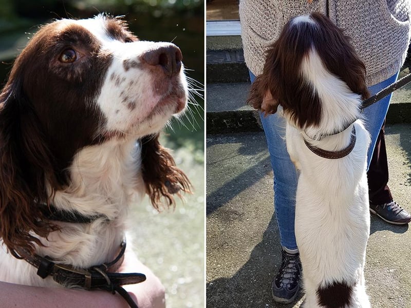 This is Molly. Do you recognise Molly?