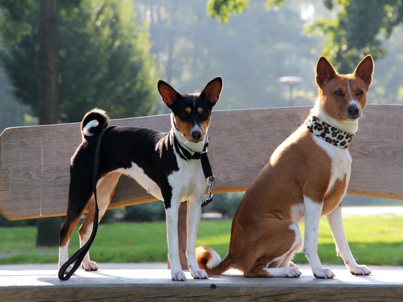 The Basenji is a type of hunting dog originally from South Africa and makes a strange yodelling noise instead of barking. It also has a very short hypoallergenic coat that sheds very little and needs hardly any grooming.