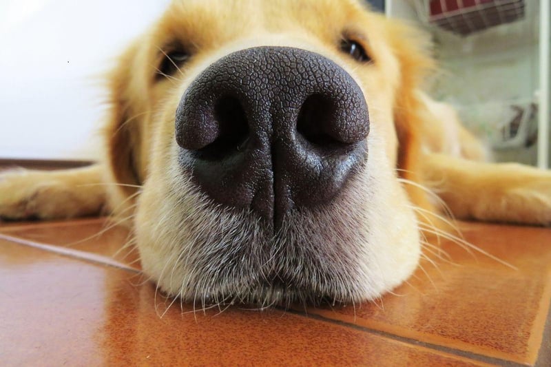 Golden Retrievers share the Labrador Retriever's many positive attributes, but also the tendency to have hip problems. Some dogs show signs of the issue when they are just months old, while others show no problems until they are much older.