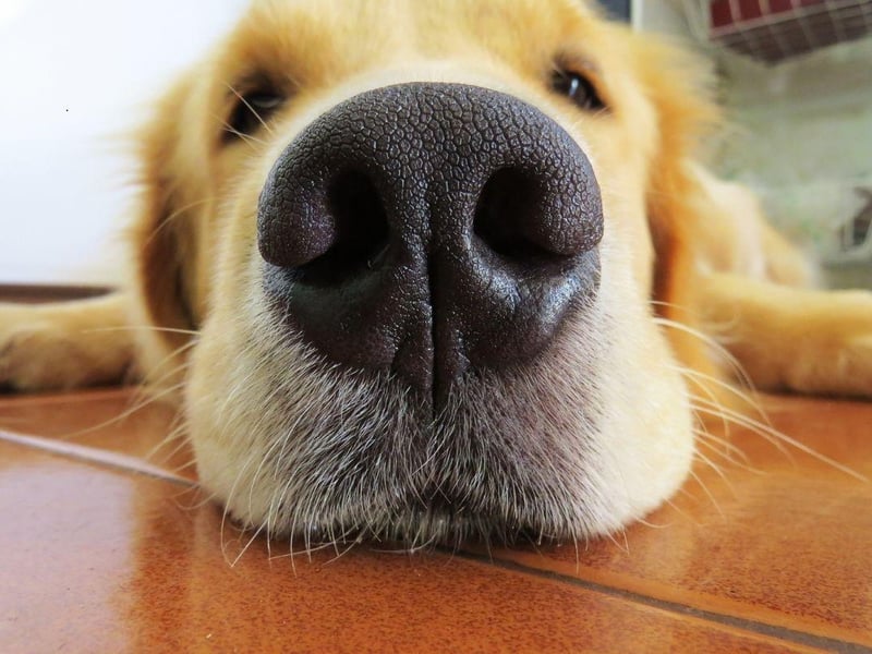 Golden Retrievers share the Labrador Retriever's many positive attributes, but also the tendency to have hip problems. Some dogs show signs of the issue when they are just months old, while others show no problems until they are much older.