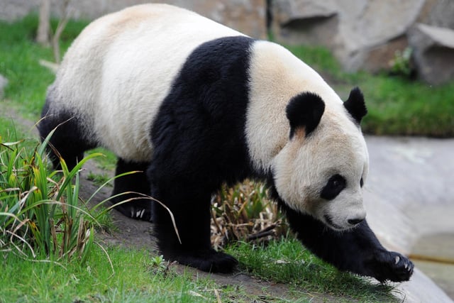 Tian Tian  the female Panda pictured in her enclosure at Edinburgh Zoo in February 2012.