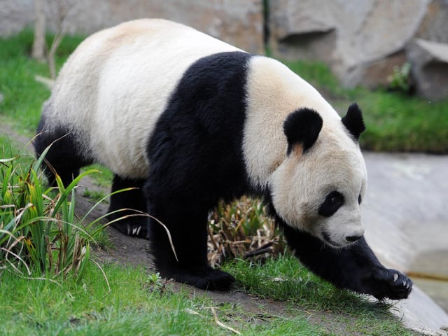 Tian Tian  the female Panda pictured in her enclosure at Edinburgh Zoo in February 2012.