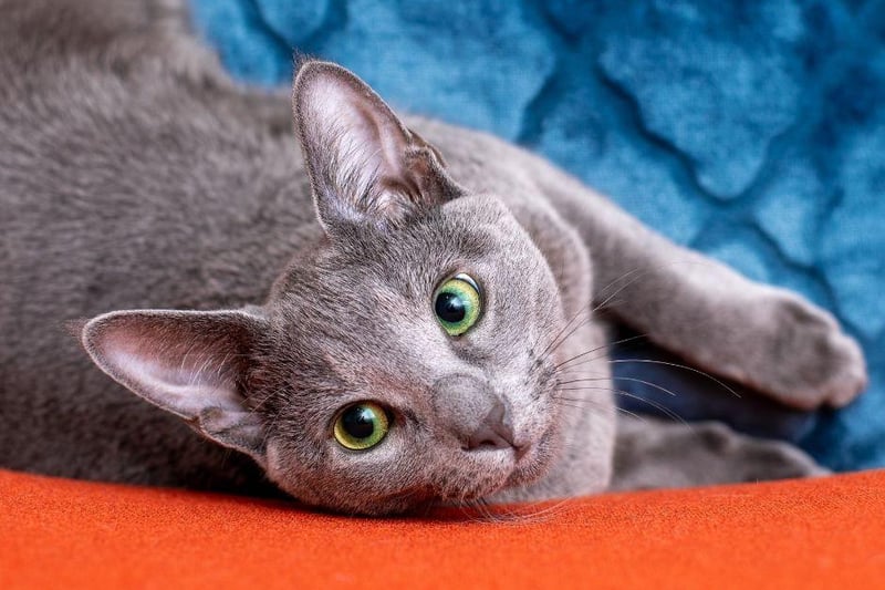 Popular amongst those who suffer from allergies due to it's lack of fur shedding and being easy to groom, the Russian Blue is both beautiful and friendly.