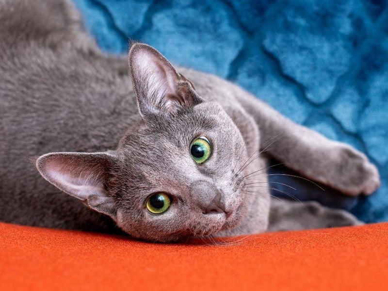 Popular amongst those who suffer from allergies due to it's lack of fur shedding and being easy to groom, the Russian Blue is both beautiful and friendly.