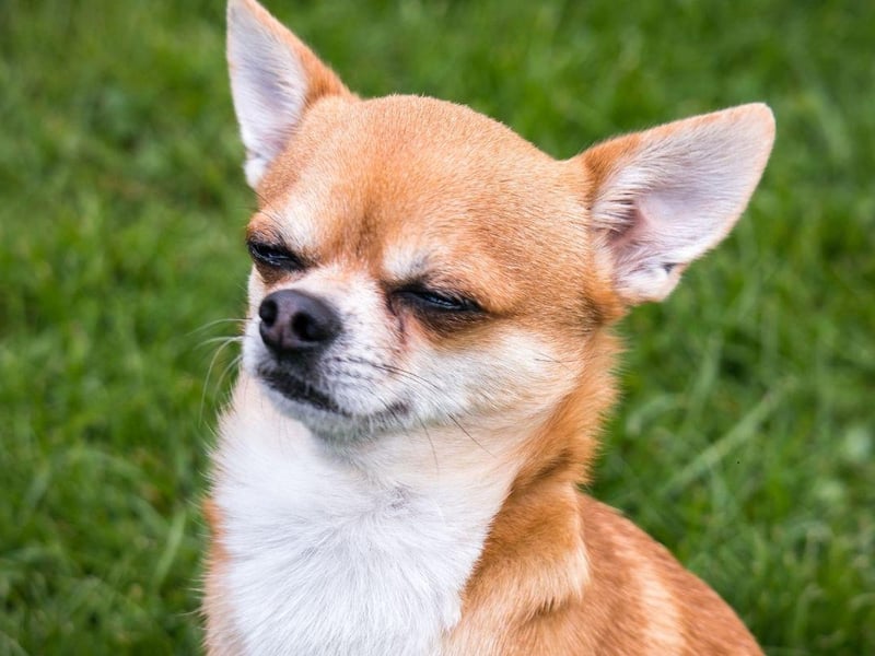 Chihuahuas are perfect dogs for those living in flats but they really hate being left alone. A Chihuahuas missing human company can become destructive or even aggressive when left behind at home.