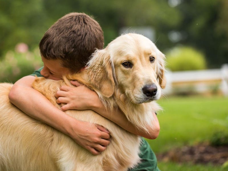 Another gundog famed for it's placid nature, intelligence and good humour, the Golden Retriever is a perfect family pooch.