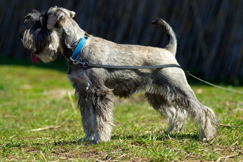 Second spot for Miniature Schnauzer names goes to Monty. It's a shortened version of the Anglo-Saxon name Montgomery, meaning 'of the mountain'.