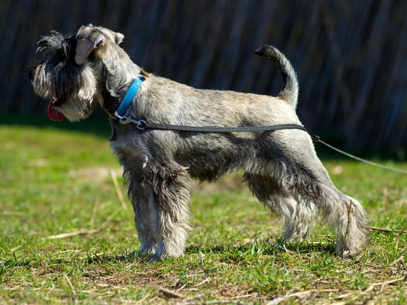 Second spot for Miniature Schnauzer names goes to Monty. It's a shortened version of the Anglo-Saxon name Montgomery, meaning 'of the mountain'.