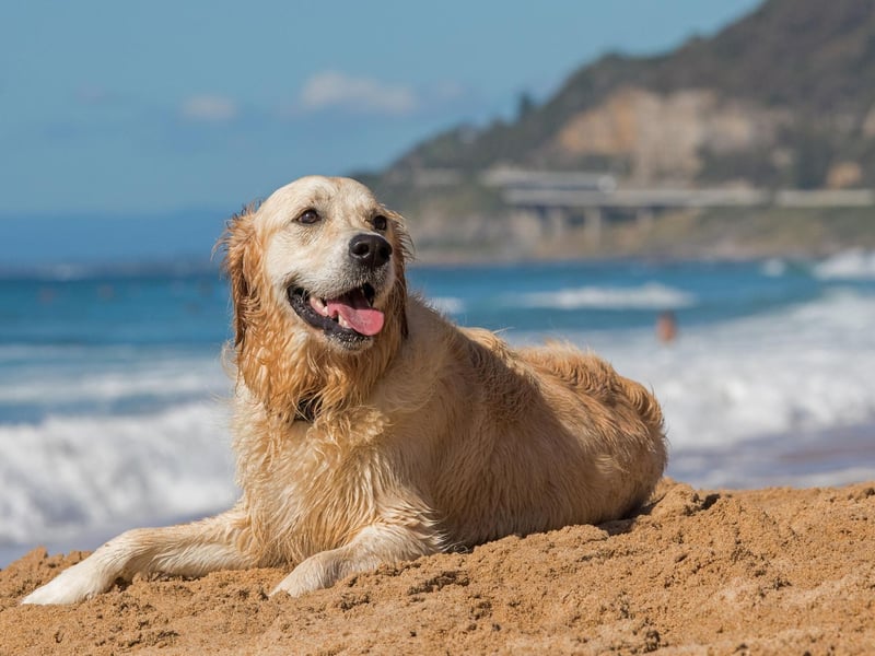 Fourth place for Golden Retriever puppy names goes to Poppy. It comes from the red flower of the same name and means 'milk of happiness' in Latin.