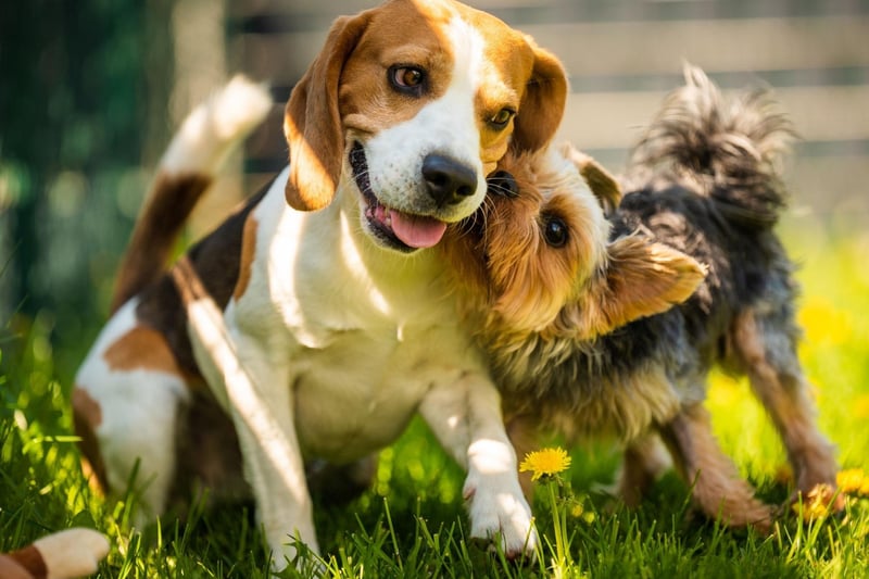 The Beagle was bred to hunt in packs, so they are naturably sociable when it comes to other dogs. They also love meeting new humans, getting on particularly well with children.